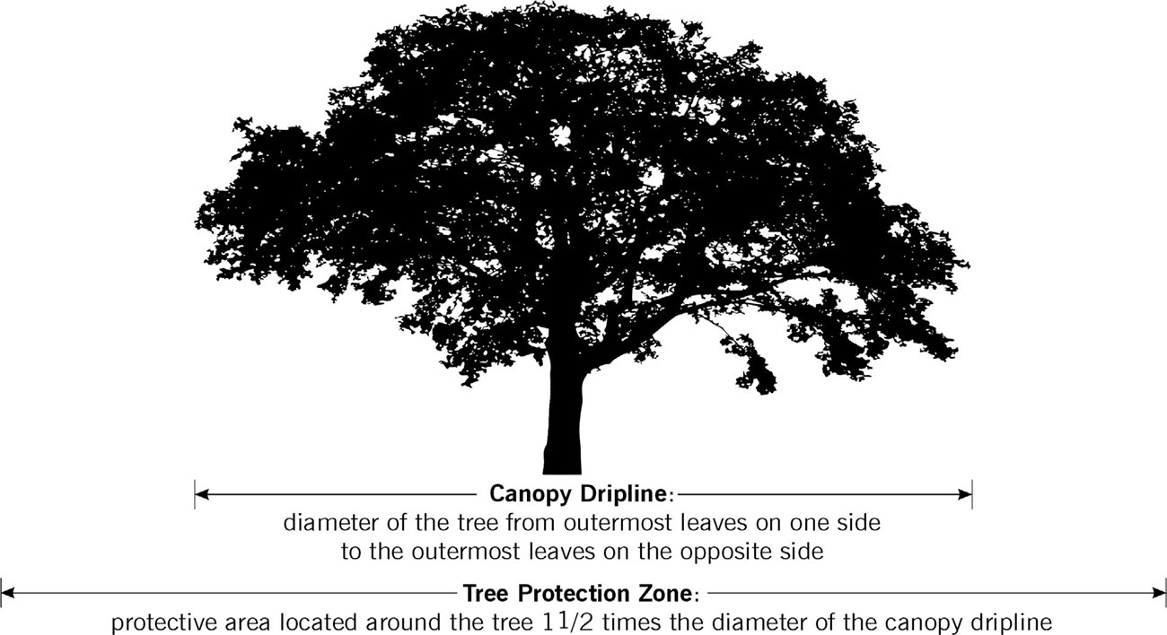 Graphic representation of how to measure the canopy dripline and the tree protection zone. Graphic representation of how to measure the canopy dripline and the tree protection zone.