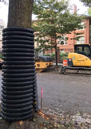 Tree Trunk protected with a corrugated black pipe