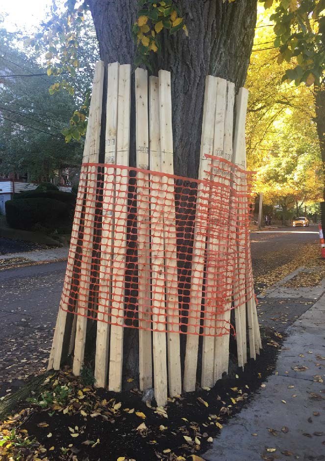 Tree trunk protected by 2x4 lumber