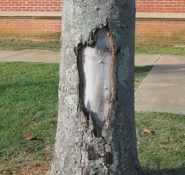 Damage to the bark of a magnolia tree.