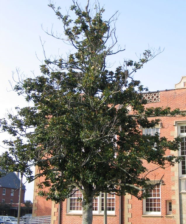 A magnolia tree with signs of dead limbs in the outer part of the tree canopy.