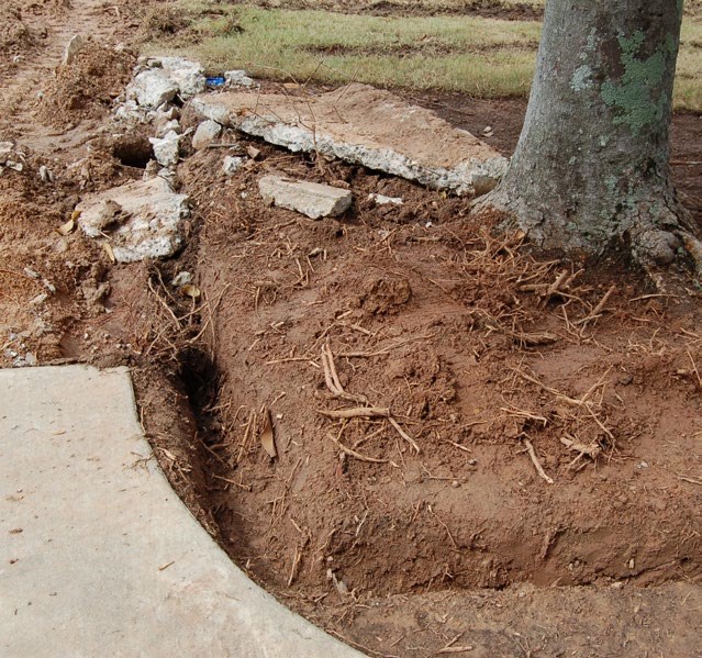 Trench dug near the base of a magnolia tree; the roots were severed.