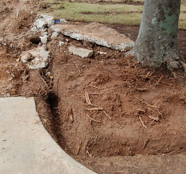 Trench dug near the base of a magnolia tree; the roots were severed. Trench dug near the base of a magnolia tree; the roots were severed.