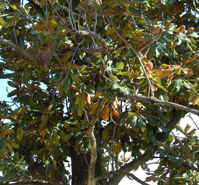 Magnolia tree two months after the roots were severed; the leaves have started to curl and brown.