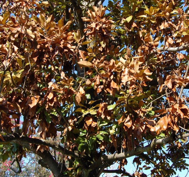 Magnolia tree with a majority of dead leaves. Magnolia tree with a majority of dead leaves.