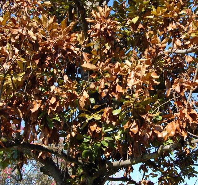 Magnolia tree with a majority of dead leaves.