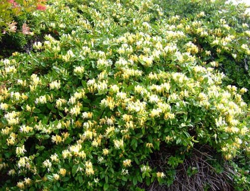 Halls honeysuckle, a vine with yellow and white flowers.