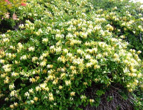 Halls honeysuckle, a vine with yellow and white flowers. Halls honeysuckle, a vine with yellow and white flowers.