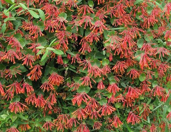 Trumpet honeysuckle, a vine with trumpet-shaped flowers, which are red on the outside nad yellow on the inside, in several whorled clusters at the ends of the stems.