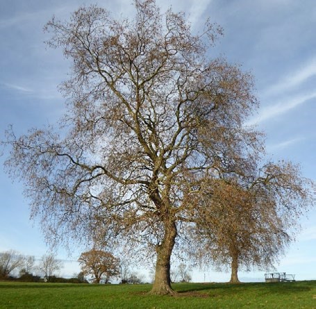 London Plane tree London Plane tree
