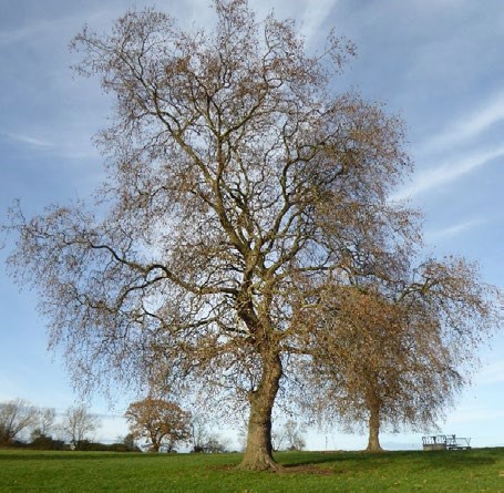 London Plane tree