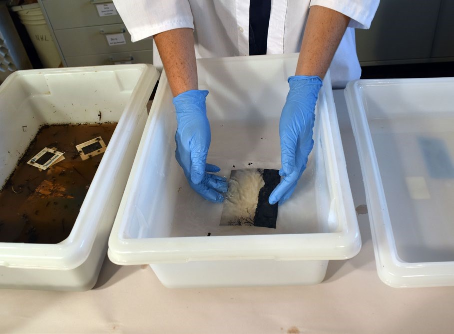 A preservationish demonstrates how to rinse a photograph in a rinsing station.