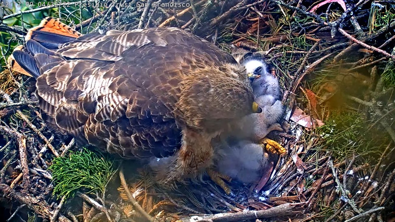 Overhead view of red-tailed hawk parent sitting in it's nest with two tiny white chicks partially under its breast.
