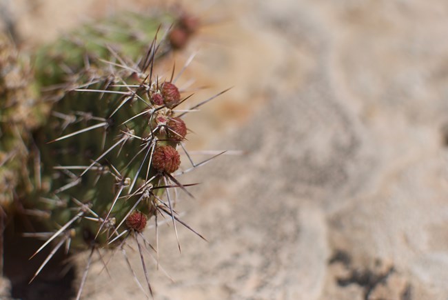 a close up of a cactus paddle with many spines and flower buds along the edge