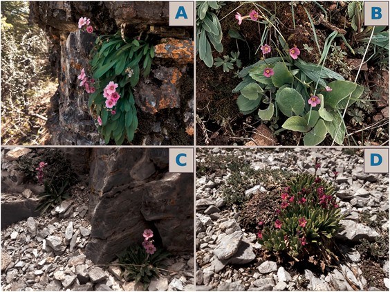 Four different varieties of primroses found in the great basin region