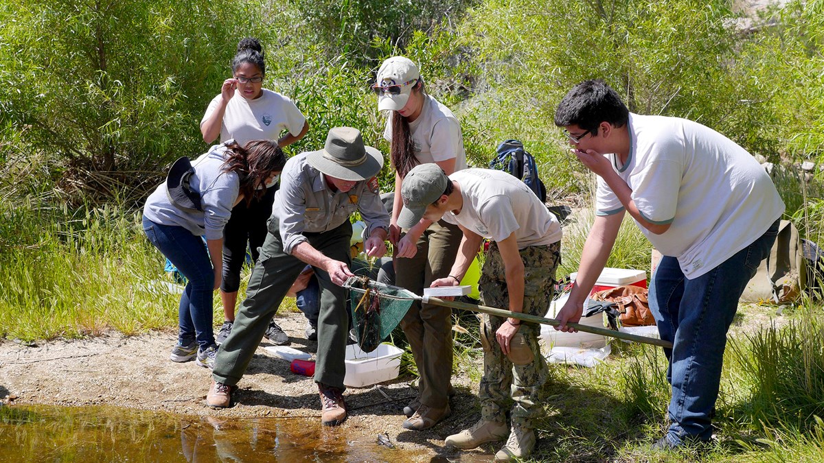 Four teenage citizen scientists gather around a man in a National Park Service uniform to see what one of them have caught in a green net. They stand on a sandy shore next to water. Green trees and shrubs are behind them.