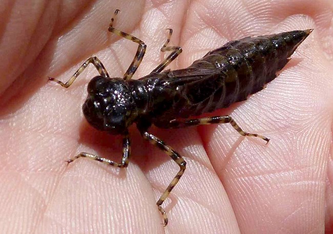 Closeup of a live dragonfly larva on a person's palm