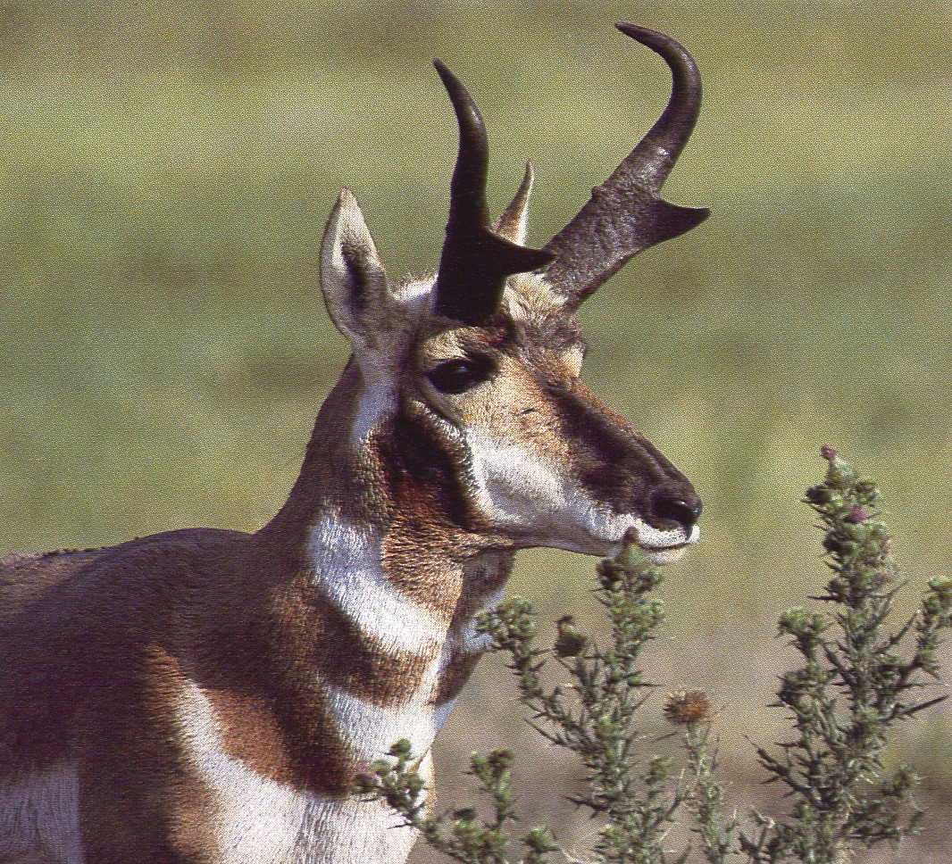 Deer like shop animals with horns
