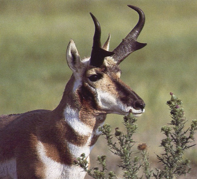 a pronghorn looks into the distance with its white facial markings and pronged horns sticking out of its head.
