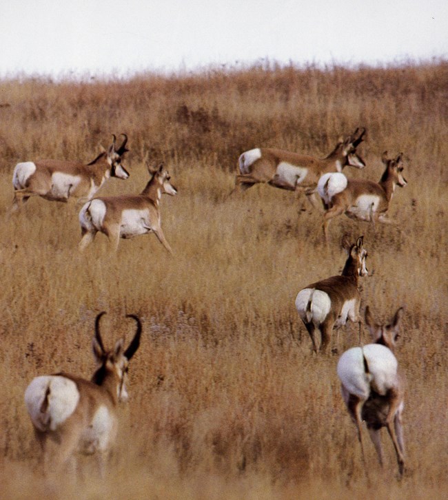 a herd of pronghorn run away from the camera over a brown, grassy hill.