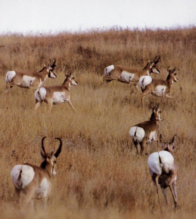 lt= a herd of pronghorn run away from the camera over a brown, grassy hill.