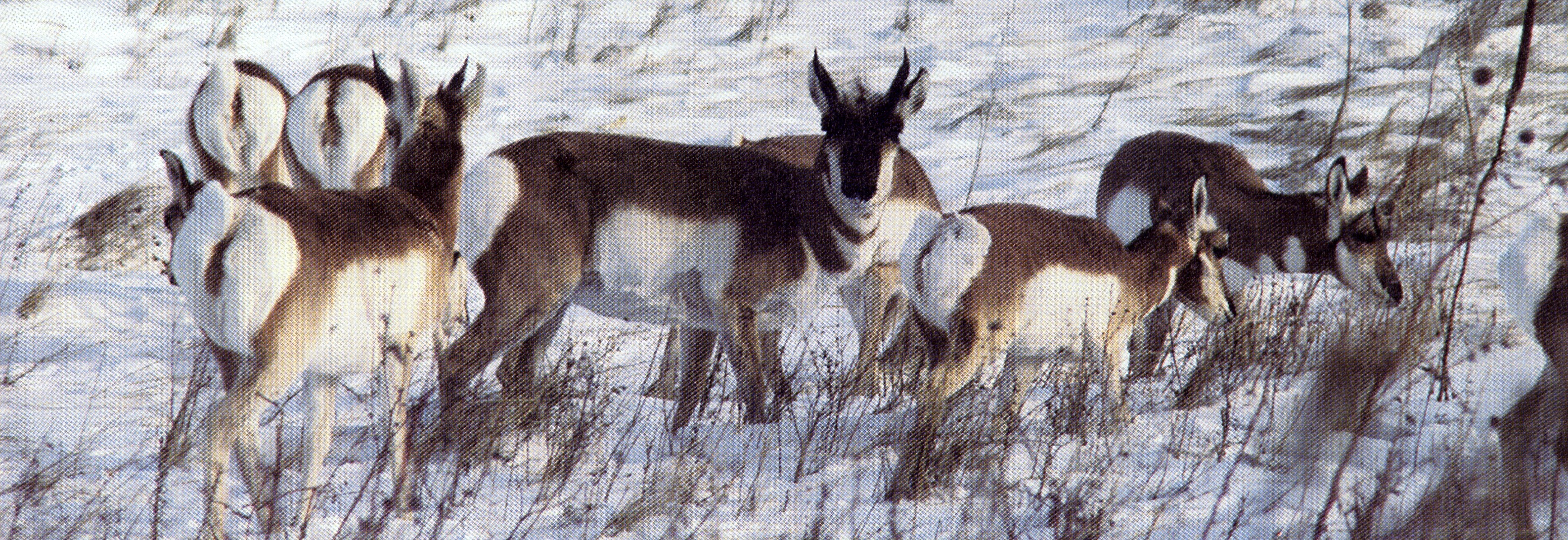 Pronghorn: Racers on the Great Plains (. National Park Service)