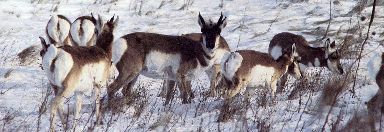 a small herd of brown and white pronghorn run through the snow together.