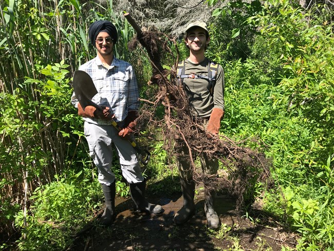 Two people stand holding a shovel and a large root of an invasive plant that they removed