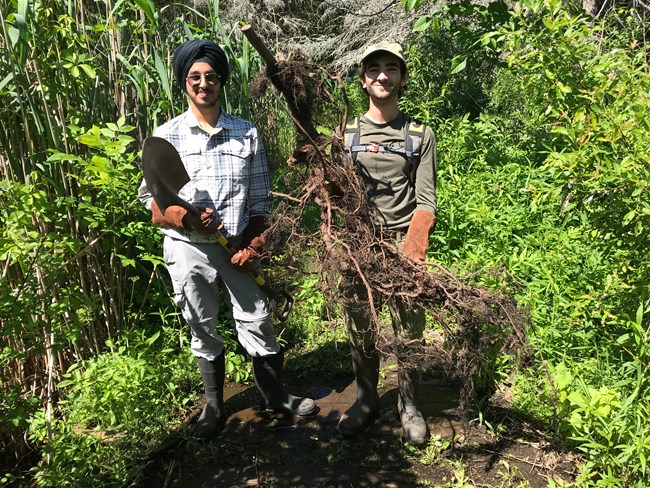 Proud Interns Remove Glossy Buckthorn Root Two people stand holding a shovel and a large root of an invasive plant that they removed