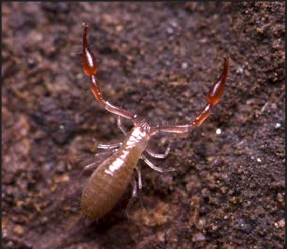 Great Basin Caves Pseudoscorpion