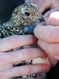 lt= Researchers fit a tracking device on a ptarmigan hen.