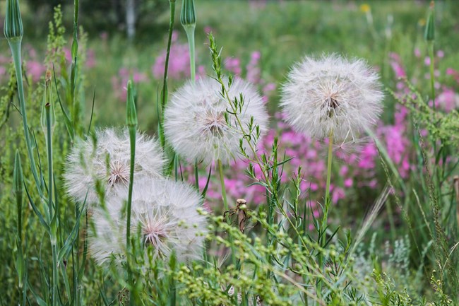 A small collection of pink flowers, dandelion fluff, and grasses delicately rise up with awe from the earth. NPS Photo/A. Rehkopf