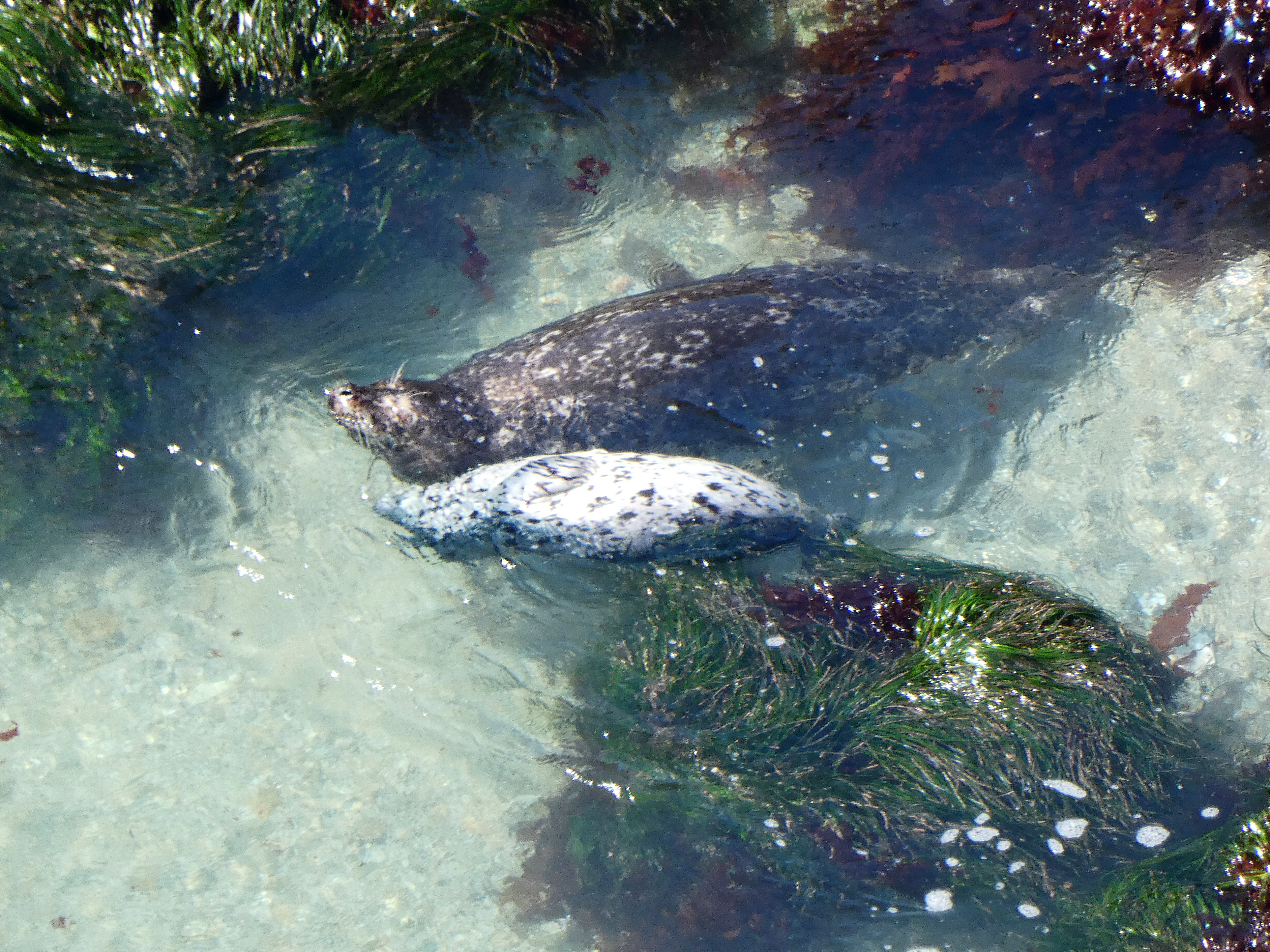 Mother and pup harbor seals, the mom large and mottled brown and the pup small and mottled gray, float side by side in a large, calm, and clear tidepool.