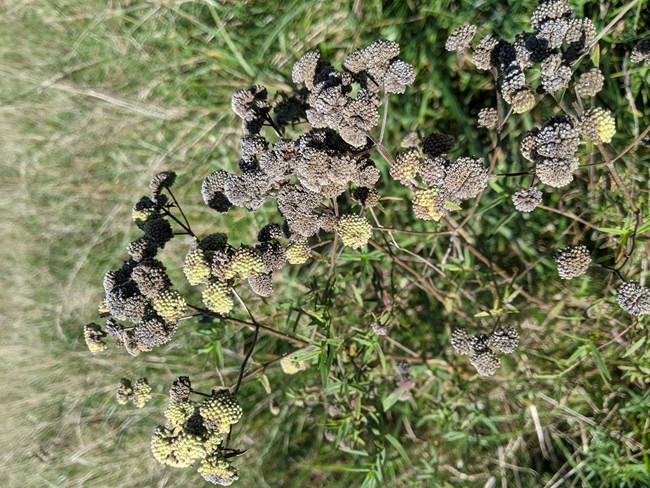 Dried flower heads of Virginia mountain mint in a grassy field