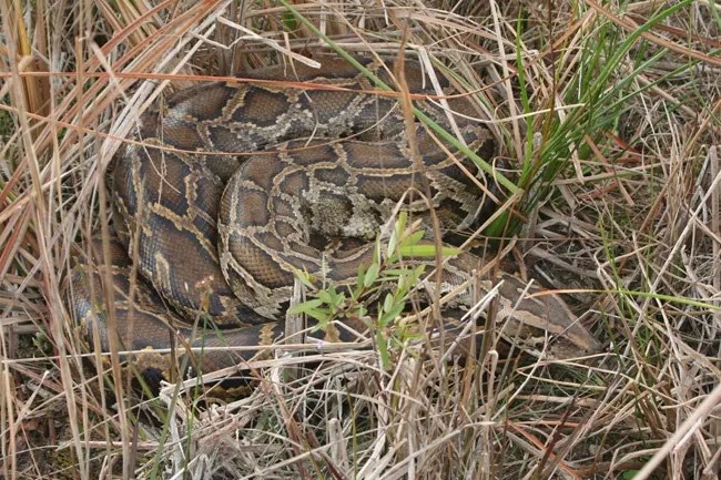 python snake in the grass