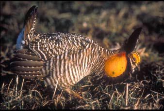 Male Greater Prairie-chicken in courtship pose