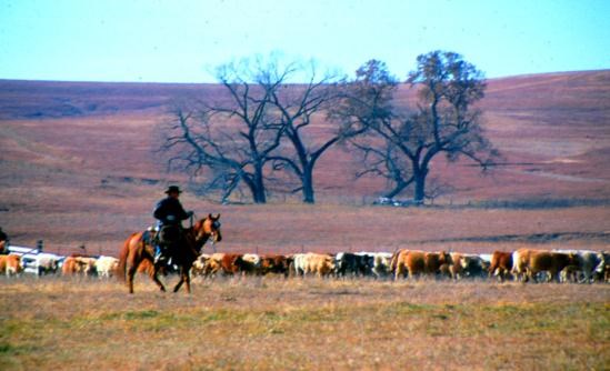Cowboy on horseback herding cattle