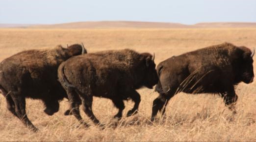 Three young bison running left to right