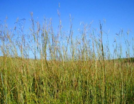 Looking upward at big bluestem tallgrass