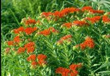 Orange blooms of butterfly milkweed