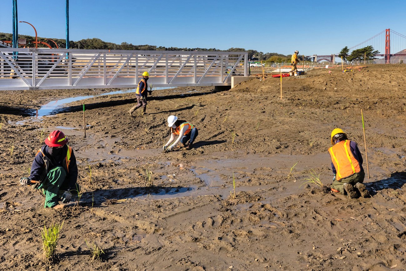 Planting in the Quartermaster Reach Marsh Several physically distanced people planting small marsh plants in otherwise barren, muddy soil.