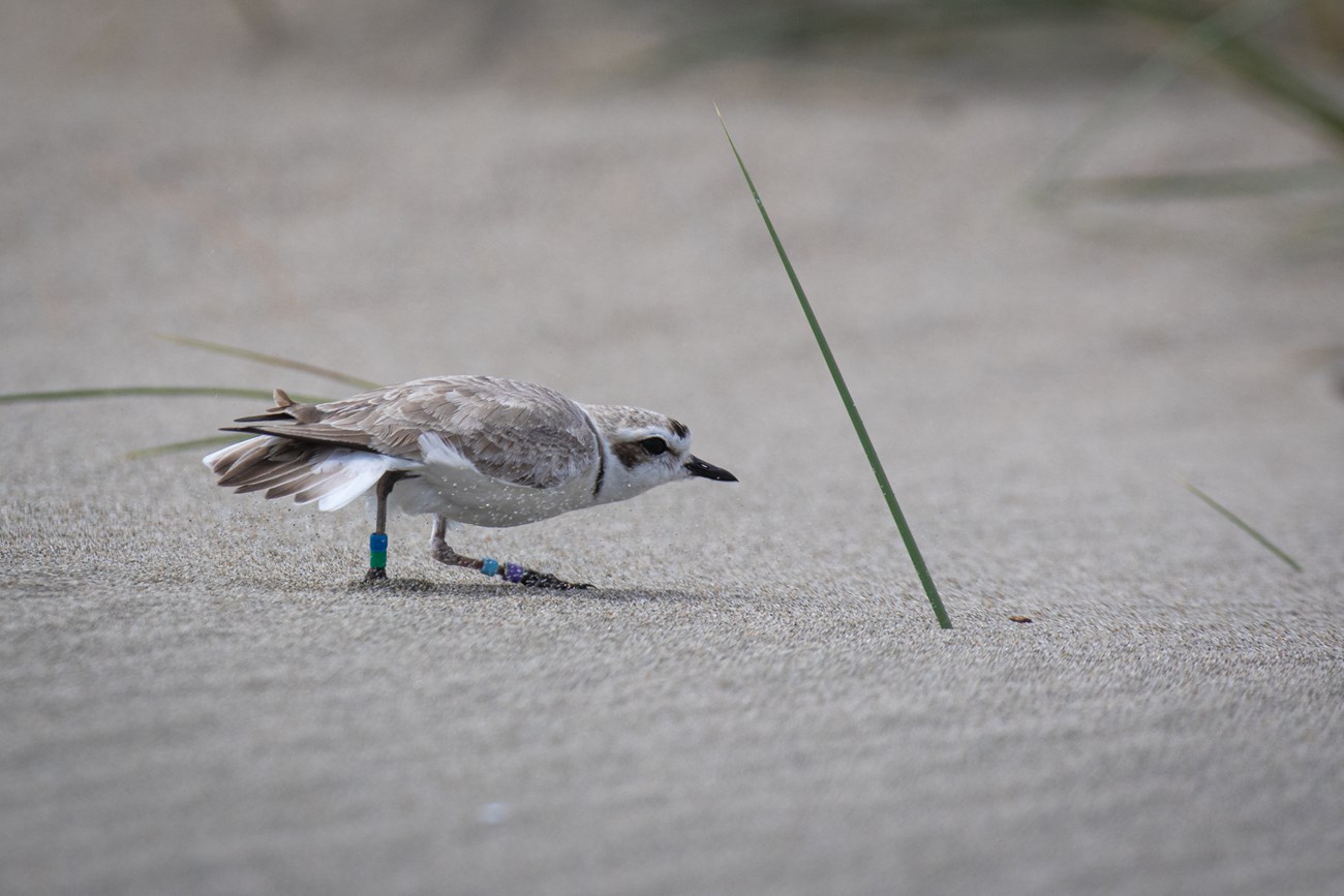 Plover with aqua, violet, blue, and green leg bands ducking its head and spreading its tail as it moves quickly across the sand.