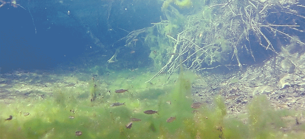 GIF of dozens of fish swiming in a calm creek pool backed by a cluster of roots. Many of the fish stay low, swimming around a patch of algae along the creekbed. A few dart up higher and come back down.