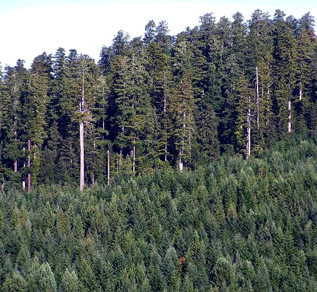 A sea of Douglas fir treetops ends abruptly at the edge of a much, much taller and more open old growth redwood forest.