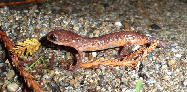Small orange-red salamander.