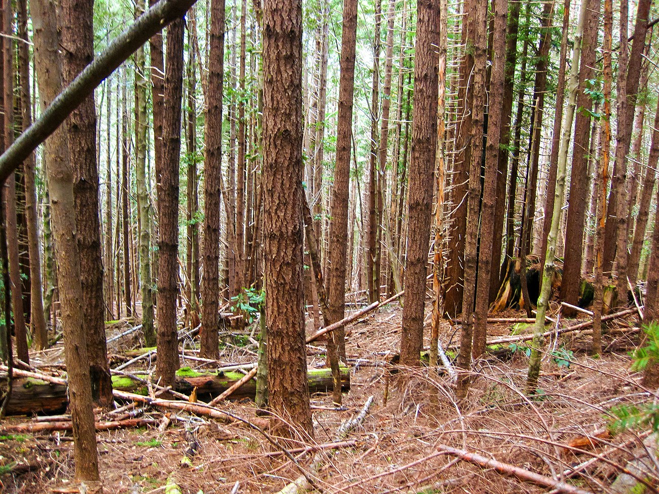 Forest with densely packed trees, none of which are especially large. The tree trunks are all perfectly vertical, with virtually no lower branches to speak of. The forest floor is thick with fallen, flammable  debris.