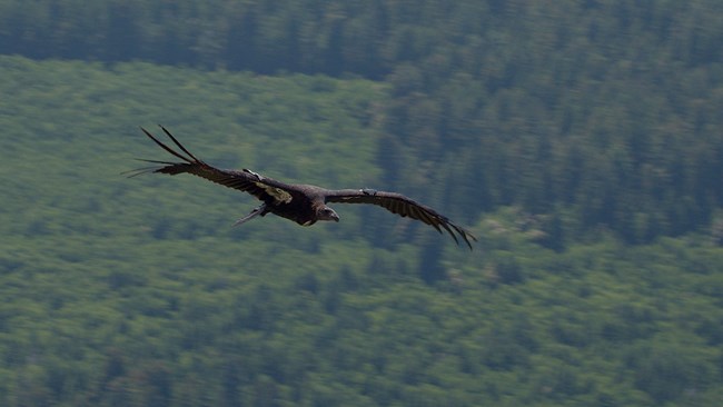 A3 in flight A California condor (a black bird with white underarm patches) soars through the sky above lush, green forests.