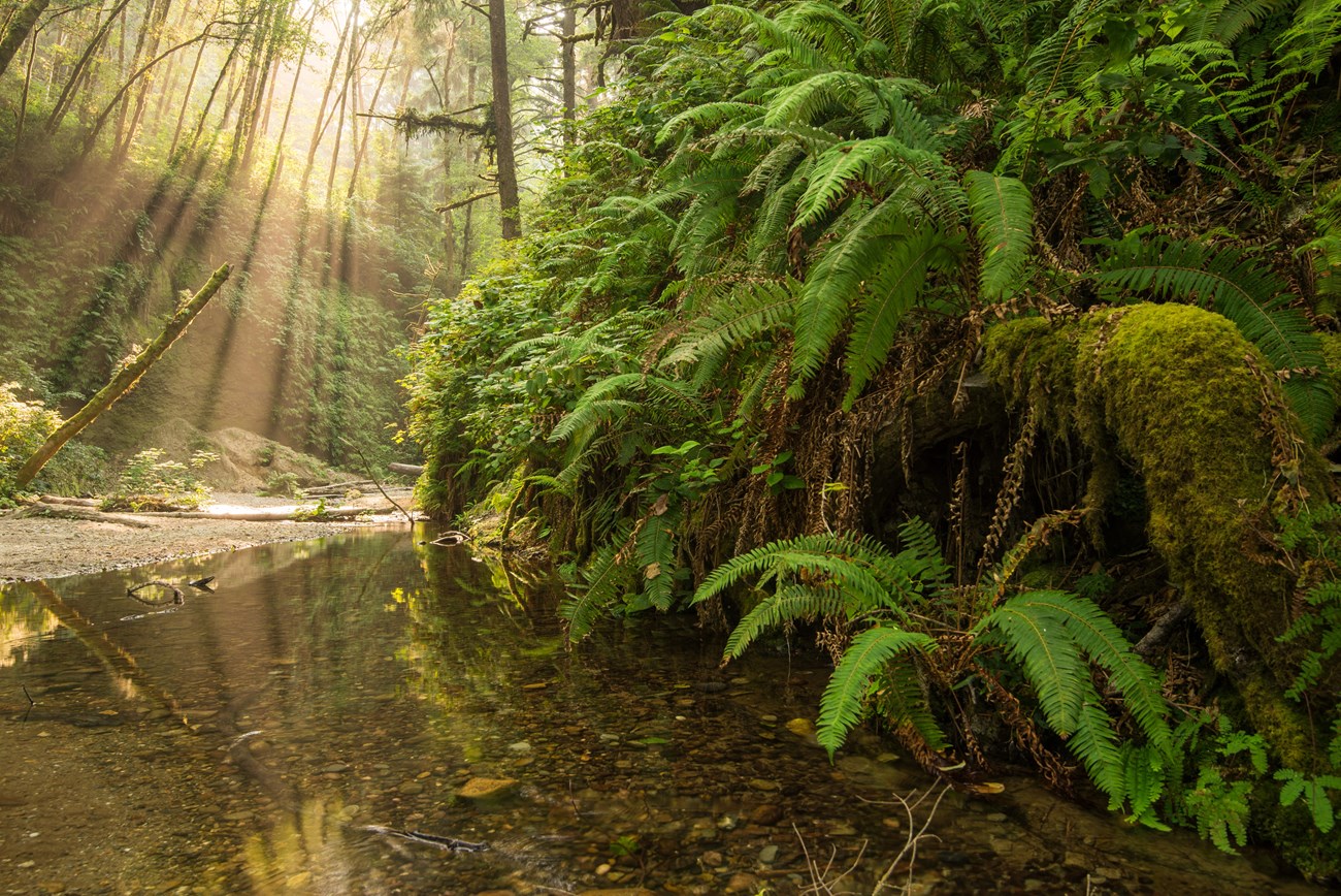 Stream in Redwood National and State Parks. Sunlight filters down onto a fern-bordered stream in dense forest.