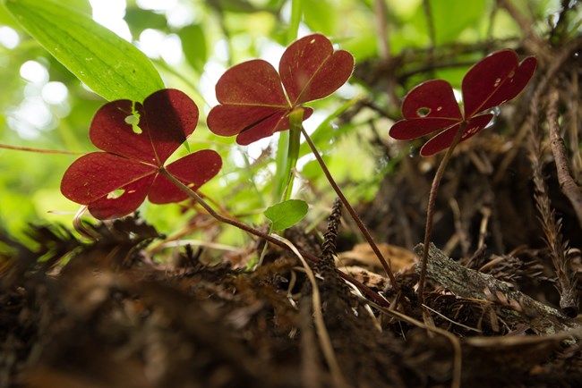 Redwood sorrel. Low growing lobe-leafed forb with reddish color.
