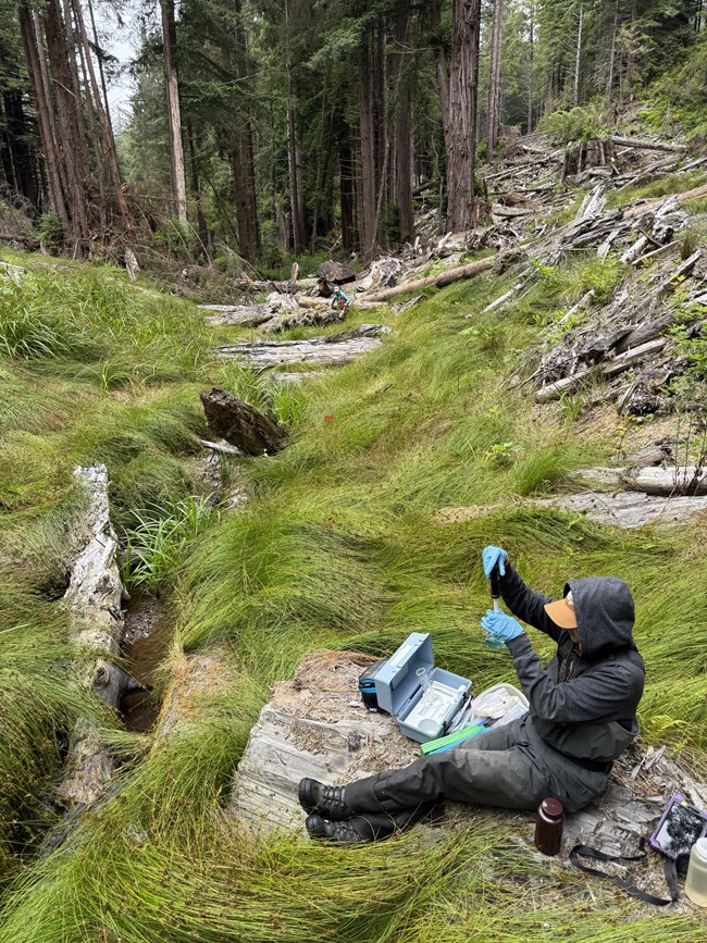 A person sitting in grass and collecting samples near a stream.